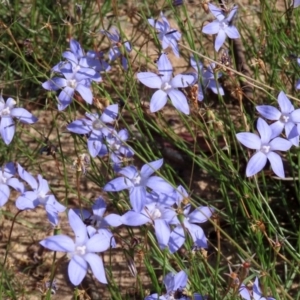 Wahlenbergia capillaris at Macarthur, ACT - 25 Apr 2020