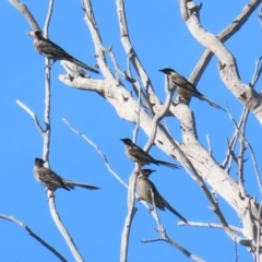 Anthochaera carunculata (Red Wattlebird) at Macarthur, ACT - 25 Apr 2020 by RodDeb