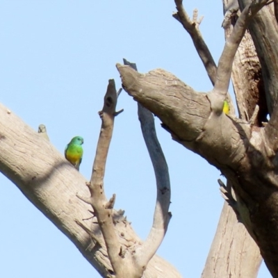 Psephotus haematonotus (Red-rumped Parrot) at Macarthur, ACT - 25 Apr 2020 by RodDeb