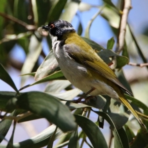 Melithreptus lunatus at Macarthur, ACT - 25 Apr 2020