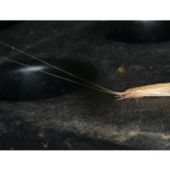 Leptoceridae sp. (family) (Long-horned caddisfly) at Ainslie, ACT - 18 Dec 2019 by jb2602