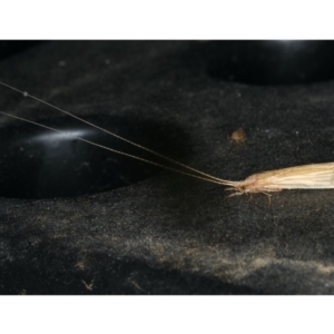 Leptoceridae sp. (family) at Ainslie, ACT - 18 Dec 2019