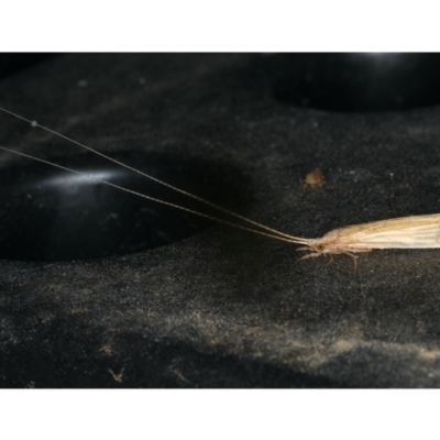 Leptoceridae sp. (family) (Long-horned caddisfly) at Ainslie, ACT - 18 Dec 2019 by jbromilow50