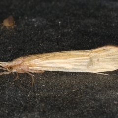 Leptoceridae sp. (family) at Ainslie, ACT - 18 Dec 2019