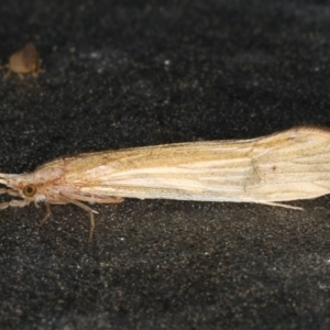 Leptoceridae sp. (family) at Ainslie, ACT - 18 Dec 2019