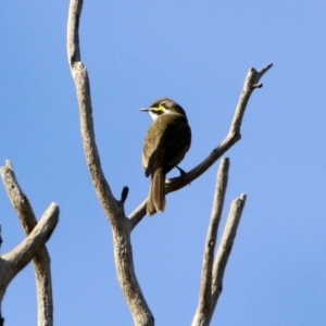 Caligavis chrysops at Macarthur, ACT - 25 Apr 2020