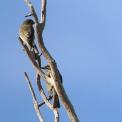 Caligavis chrysops at Macarthur, ACT - 25 Apr 2020