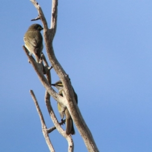 Caligavis chrysops at Macarthur, ACT - 25 Apr 2020