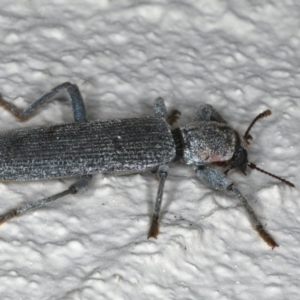 Eunatalis sp. (Genus) at Ainslie, ACT - 18 Dec 2019 09:54 PM