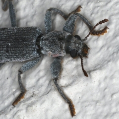 Eunatalis sp. (Genus) at Ainslie, ACT - 18 Dec 2019 09:54 PM