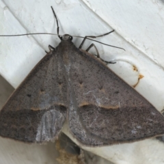 Epidesmia hypenaria (Long-nosed Epidesmia) at Ainslie, ACT - 18 Dec 2019 by jb2602