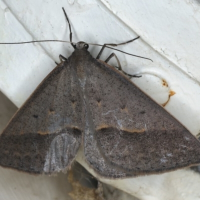 Epidesmia hypenaria (Long-nosed Epidesmia) at Ainslie, ACT - 18 Dec 2019 by jbromilow50