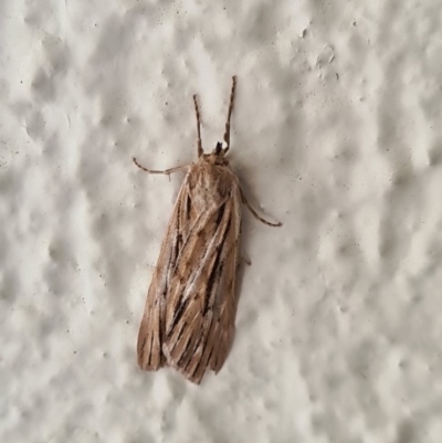 Ciampa arietaria (Brown Pasture Looper Moth) at Canberra, ACT - 26 Apr 2020 by AaronClausen