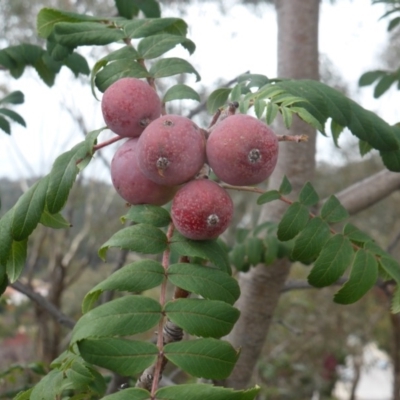 Sorbus domestica (Service Tree) at Farrer, ACT - 26 Apr 2020 by Mike