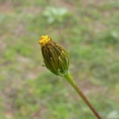 Bidens subalternans (Greater Beggars Ticks) at Isaacs Ridge and Nearby - 13 Apr 2020 by Mike