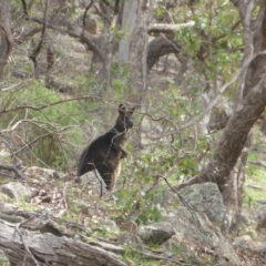 Wallabia bicolor (Swamp Wallaby) at Isaacs Ridge - 13 Apr 2020 by Mike