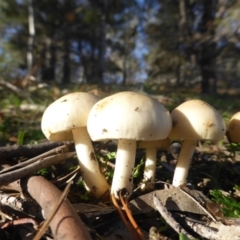 zz agaric (stem; gills white/cream) at Isaacs, ACT - 12 Apr 2020 by Mike