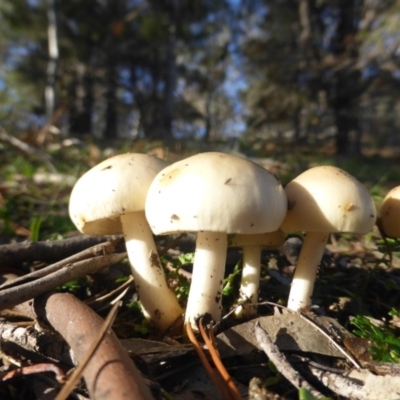 zz agaric (stem; gills white/cream) at Isaacs Ridge - 12 Apr 2020 by Mike