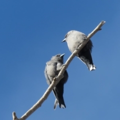 Artamus cyanopterus (Dusky Woodswallow) at Narrabundah, ACT - 25 Apr 2020 by RobParnell