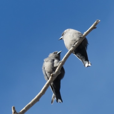 Artamus cyanopterus cyanopterus (Dusky Woodswallow) at Narrabundah, ACT - 25 Apr 2020 by RobParnell