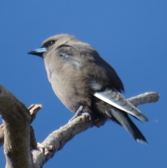 Artamus cyanopterus at Narrabundah, ACT - 25 Apr 2020