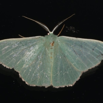 Prasinocyma semicrocea (Common Gum Emerald moth) at Ainslie, ACT - 18 Dec 2019 by jbromilow50