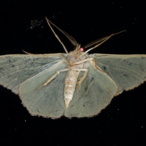 Prasinocyma semicrocea at Ainslie, ACT - 18 Dec 2019