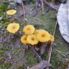 Lichenomphalia chromacea (Yellow Navel) at Isaacs, ACT - 12 Apr 2020 by Mike