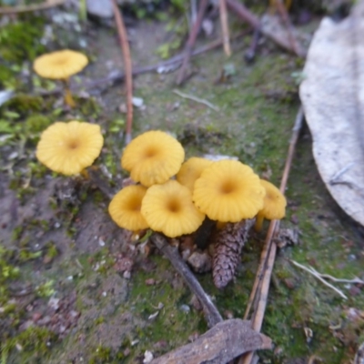 Lichenomphalia chromacea (Yellow Navel) at Isaacs Ridge - 12 Apr 2020 by Mike