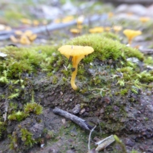 Lichenomphalia chromacea at Isaacs Ridge and Nearby - 12 Apr 2020