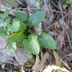 Viola betonicifolia (Mountain Violet) at Isaacs, ACT - 12 Apr 2020 by Mike