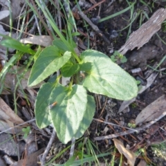 Viola betonicifolia at Isaacs, ACT - 12 Apr 2020 03:49 PM