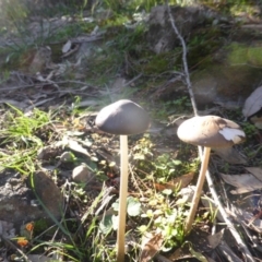 Oudemansiella 'radicata group' (Rooting shank) at Isaacs Ridge - 12 Apr 2020 by Mike