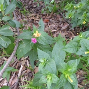 Mirabilis jalapa at Farrer, ACT - 26 Apr 2020