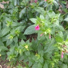 Mirabilis jalapa at Farrer, ACT - 26 Apr 2020