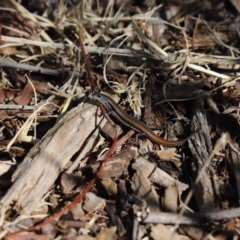 Morethia boulengeri (Boulenger's Skink) at Cook, ACT - 19 Apr 2020 by Tammy