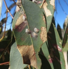 Cardiaspina albitextura at Red Hill, ACT - 25 Apr 2020