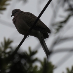 Spilopelia chinensis (Spotted Dove) at Narrabundah, ACT - 25 Apr 2020 by RobParnell