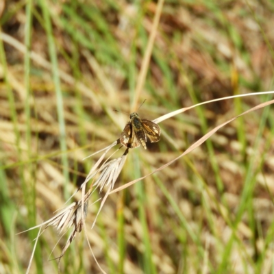 Ocybadistes walkeri (Green Grass-dart) at Kambah, ACT - 25 Apr 2020 by MatthewFrawley