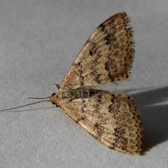 Scopula rubraria (Reddish Wave, Plantain Moth) at Crooked Corner, NSW - 26 Apr 2020 by Milly