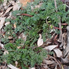 Acaena sp. (A Sheep's Burr) at Majura, ACT - 26 Apr 2020 by Sarah2019