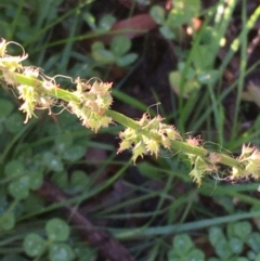 Rumex brownii (Slender Dock) at Majura, ACT - 26 Apr 2020 by JaneR