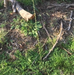 Rumex brownii at Majura, ACT - 26 Apr 2020