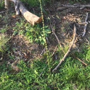 Rumex brownii at Majura, ACT - 26 Apr 2020