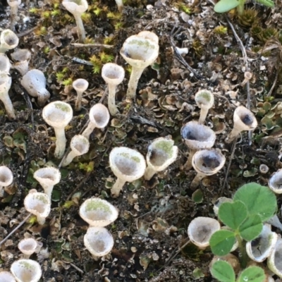 Cladonia sp. (genus) (Cup Lichen) at Majura, ACT - 26 Apr 2020 by JaneR