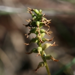 Corunastylis clivicola (Rufous midge orchid) at Acton, ACT - 25 Apr 2020 by PeterR