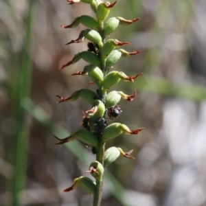 Corunastylis clivicola at Acton, ACT - 25 Apr 2020