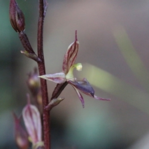 Acianthus exsertus at Acton, ACT - 25 Apr 2020