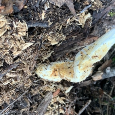 Unidentified Fungus at Quaama, NSW - 28 Mar 2020 by FionaG