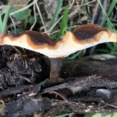 Polyporus (A stemmed polypore ) at Quaama, NSW - 27 Mar 2020 by FionaG